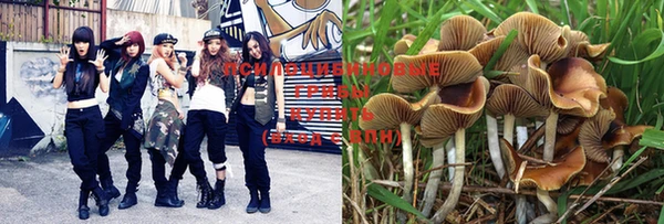 PSILOCYBIN Армянск